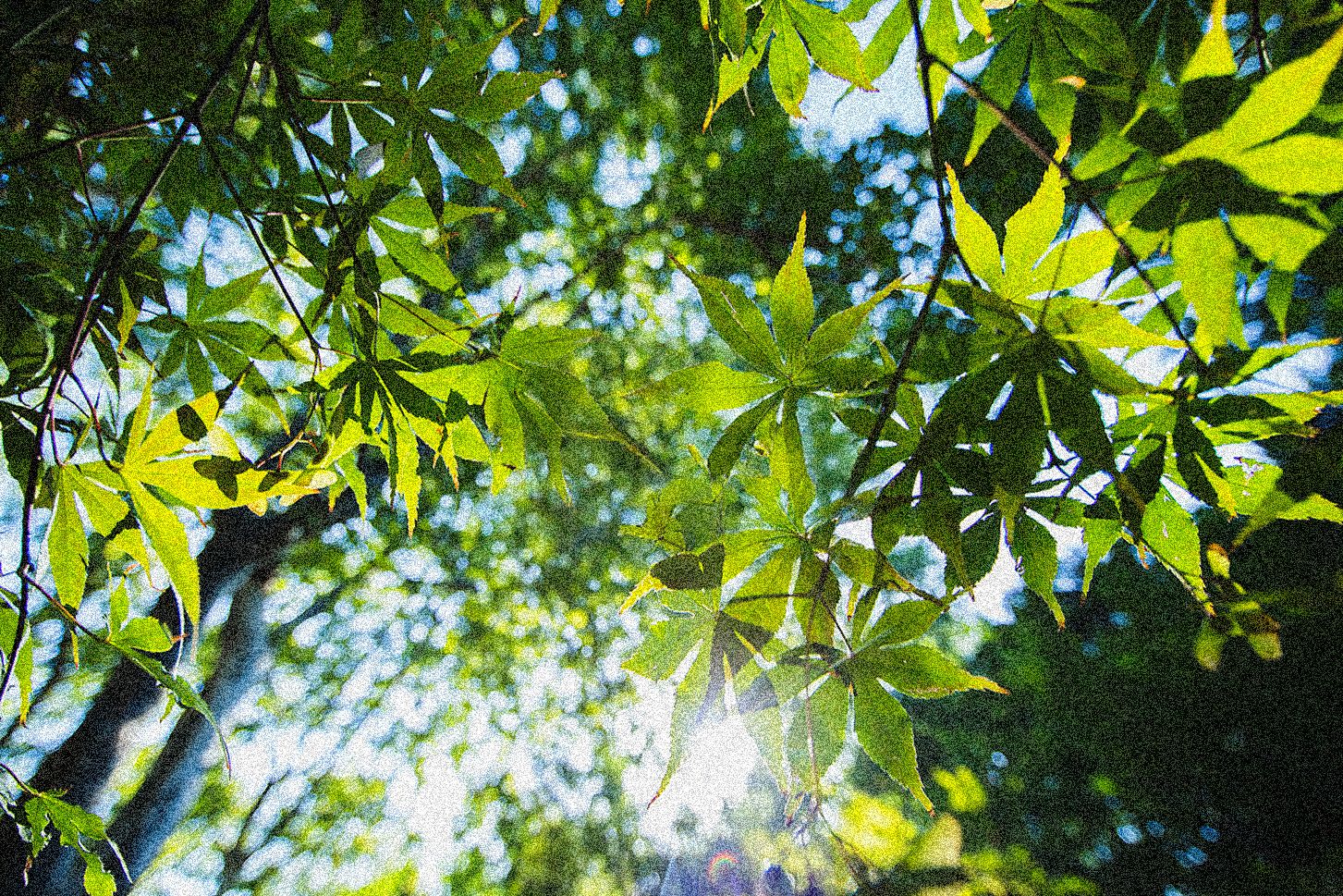 lovepik-the-leaves-in-the-sun-picture_500631689.jpg