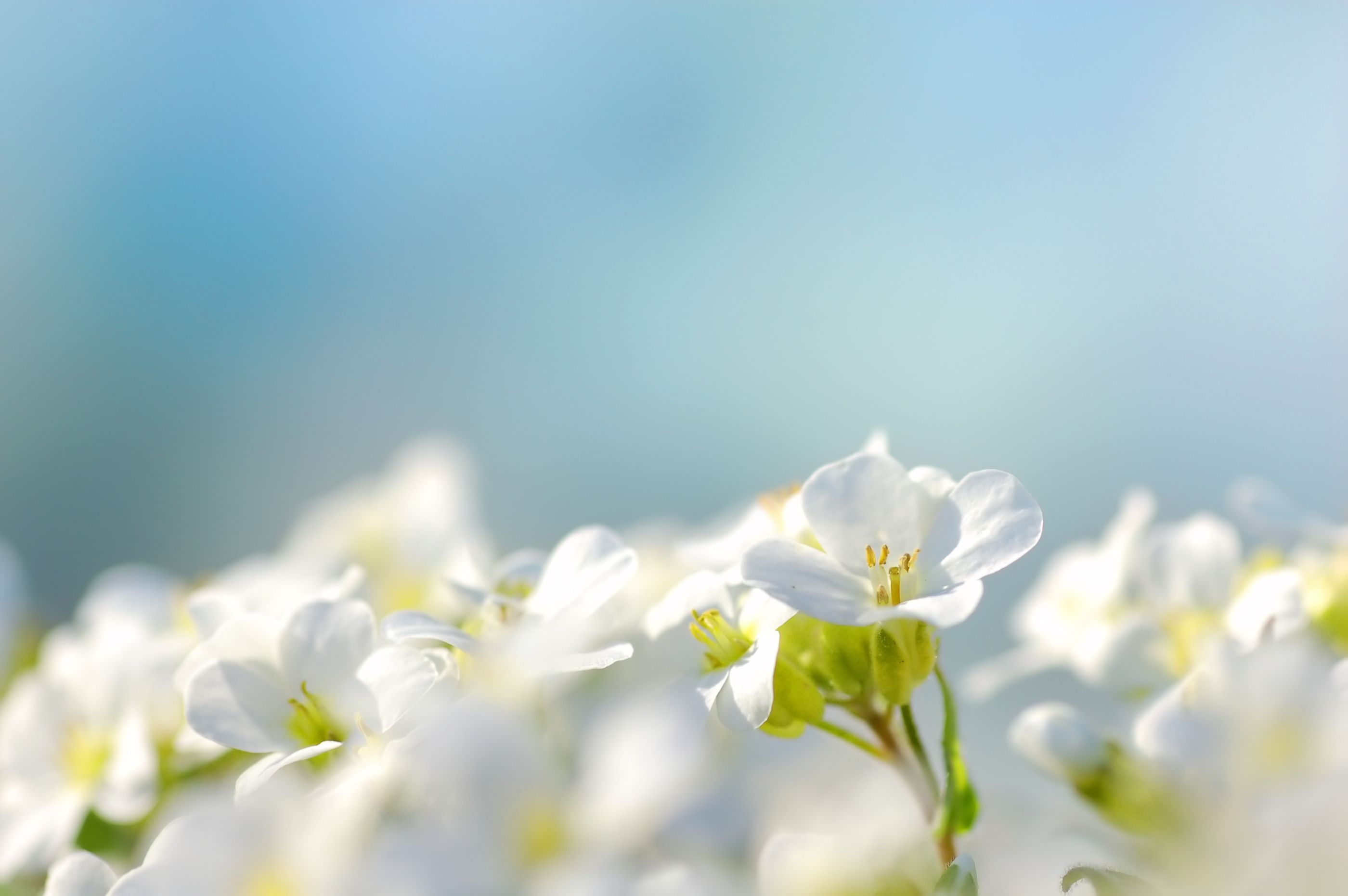 white-flowers-with-blue-background.jpg